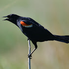 red winged blackbird