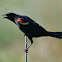 red winged blackbird