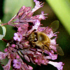 Bumble bee