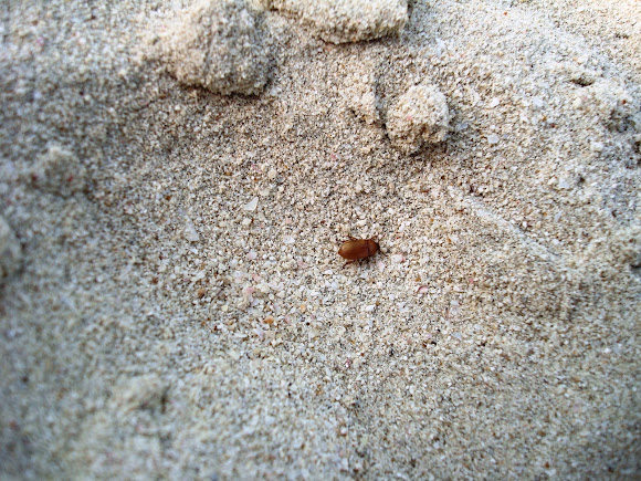 Spotting Image 1