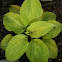 Hostas