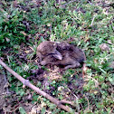 European Hare - Feldhase