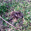European Hare - Feldhase