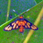 Yellow-Banded Wasp Moth