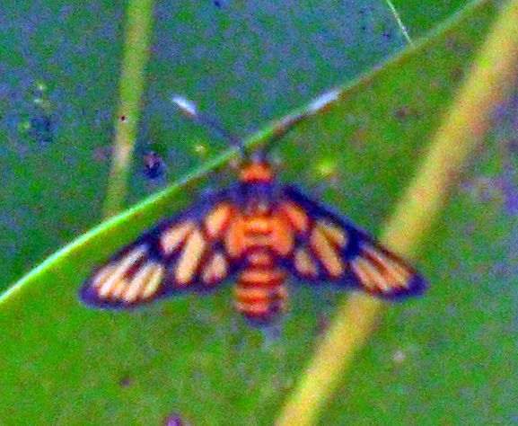 Spotting Image 1