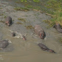 Hippopotamus