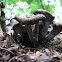 Black trumpet
