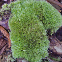 Pincushion moss