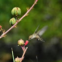 Black-chinned Hummingbird