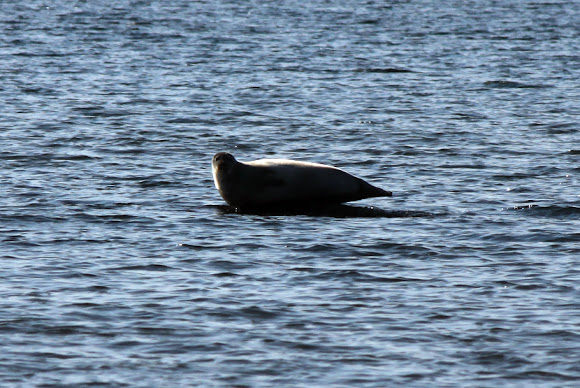 Spotting Image 1