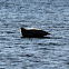 Harbour Seal