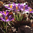 Discovery Woods Backyard Wildlife