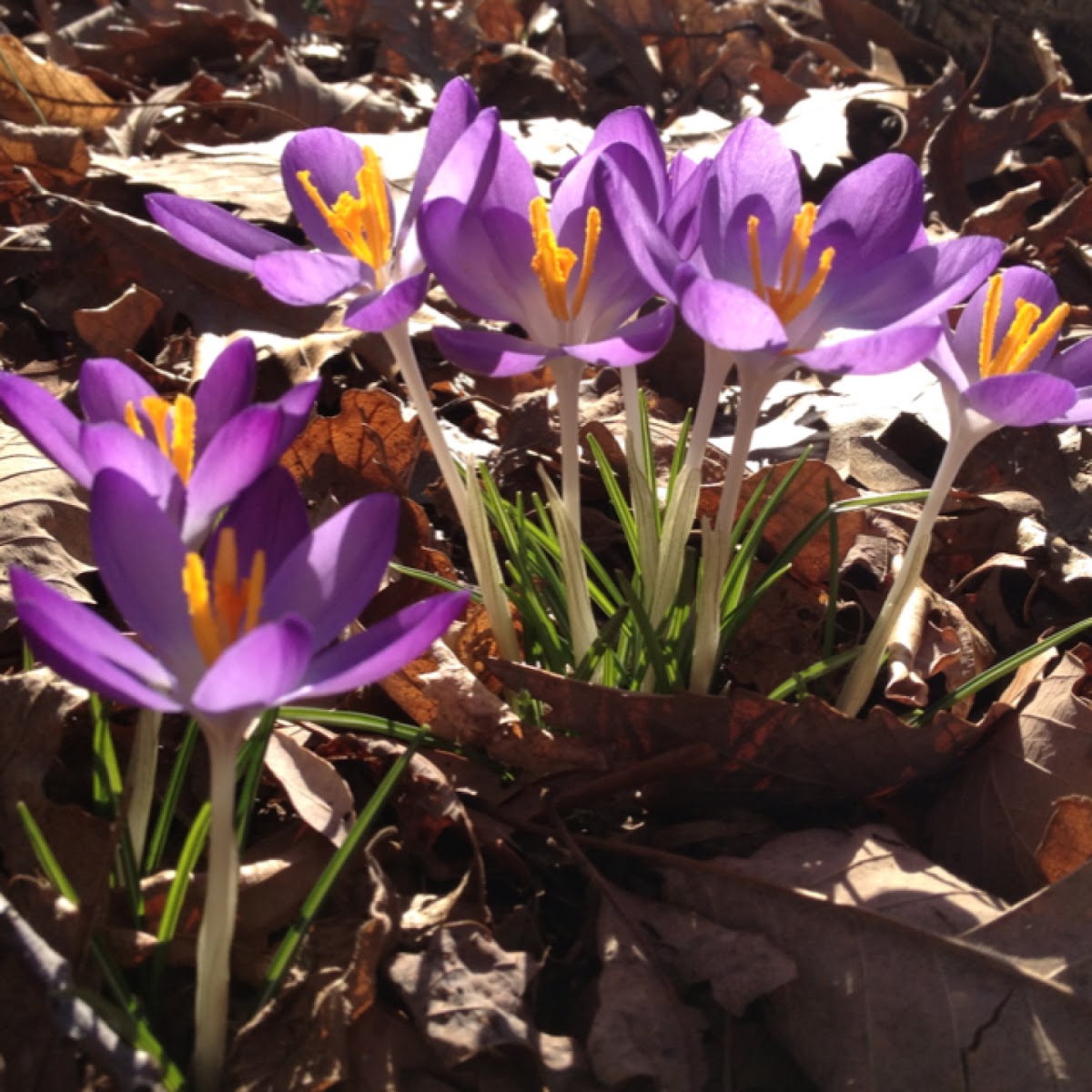 Crocus
