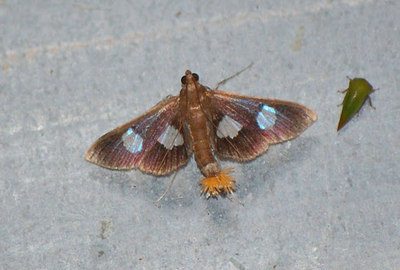Spotting Image 1