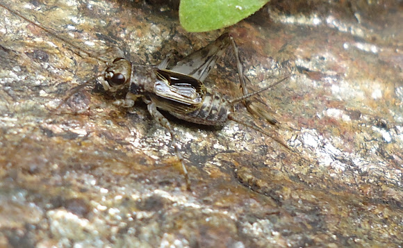 Spotting Image 1