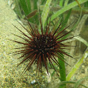 Rock-Boring Urchin