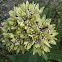 Green milkweed