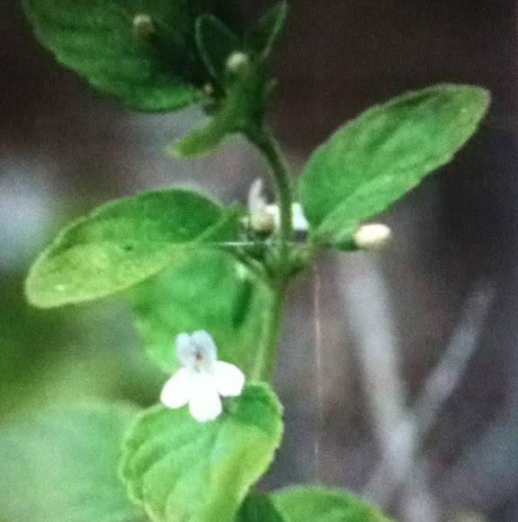Spotting Image 1