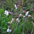 White Campion