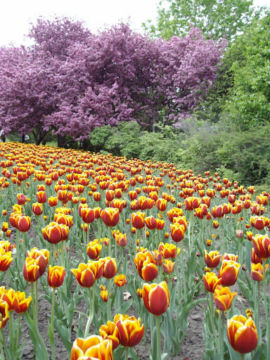 Festival des Tulipes &agrave; Ottawa