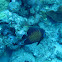 French Angelfish
