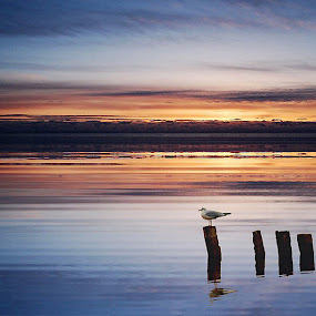 by Boricic Goran - Landscapes Waterscapes