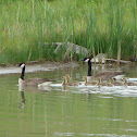 Canadian Goose