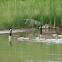 Canadian Goose