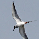 Ohio Endangered Species - Common Tern