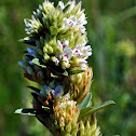 Round-Headed Bush Clover