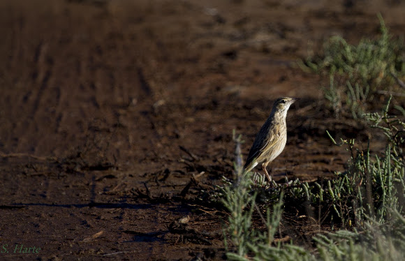 Spotting Image 1