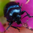 Blue Beetle