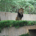 African Lion