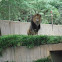 African Lion