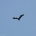 Woolly-necked Stork