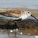 Dunlin