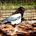 Black Billed Magpie