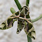 Oleander Hawk Moth