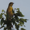 Baltimore Oriole (female)