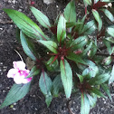 Pink Frost