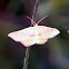 Chickweed Geometer 
