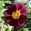 Dahlia