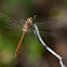 Orthetrum