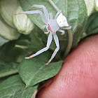 White crab spider