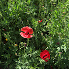 Poppy