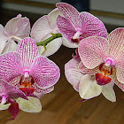 ORCHIDEA