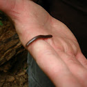 North American Millipede