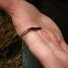 North American Millipede