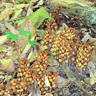 Bear Corn