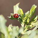 Asian lady beetle